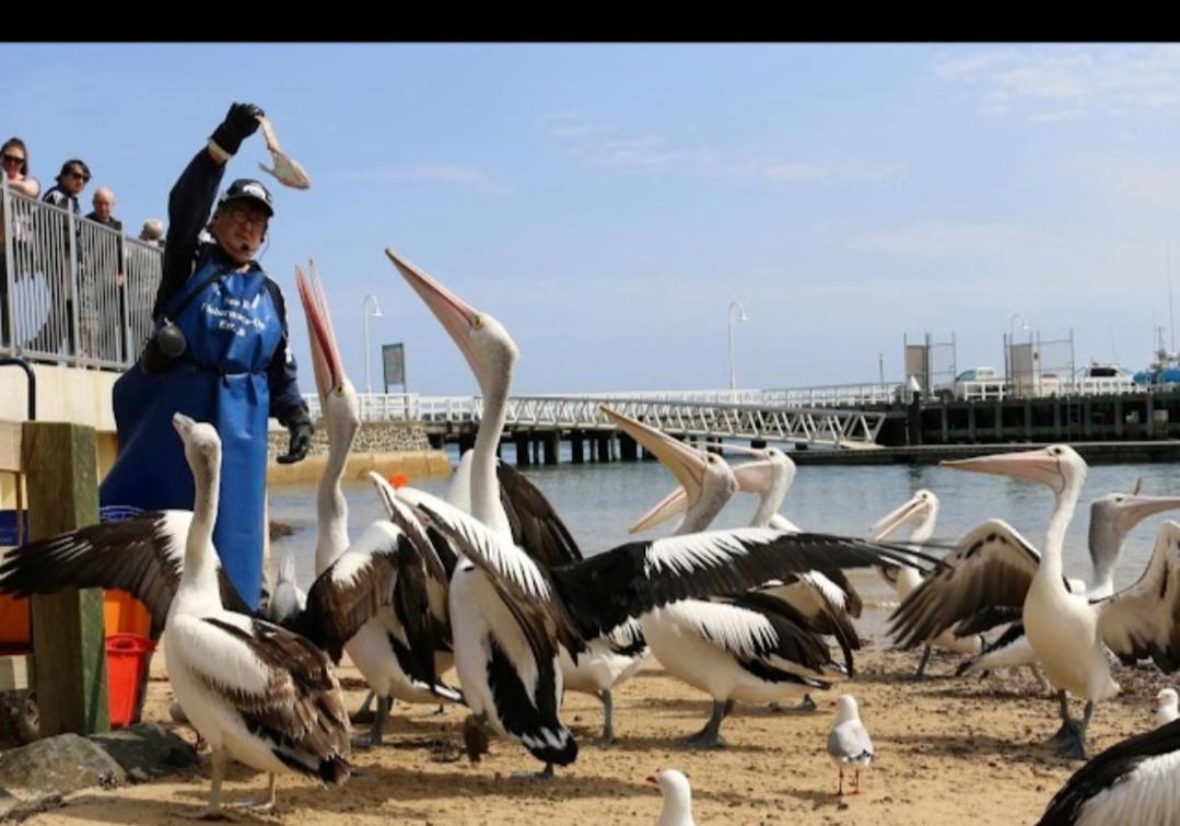 Relax In San Remo Pets Welcome ภายนอก รูปภาพ